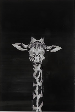 Glasschilderij Makela/Giraffe 120x80 cm