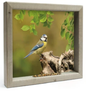 Feedy Vogelvoederlijst medium - Pimpelmees (41 x 34 cm)