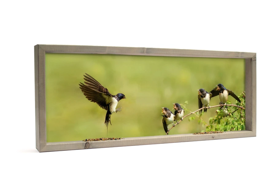 Feedy Vogelvoederlijst  panorama - jonge zwaluwen (102 x 42 cm) (Magazijn sale b-keus)
