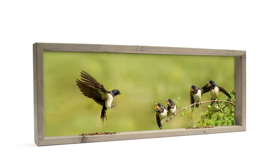 Feedy Vogelvoederlijst  panorama - jonge zwaluwen (102 x 42 cm) (Magazijn sale)