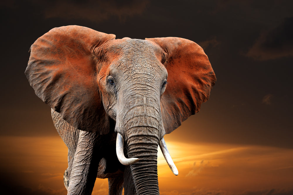 Glasschilderij olifant 120x80 cm (Magazijn sale)