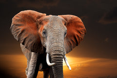 Glasschilderij olifant 120x80 cm (Magazijn sale)